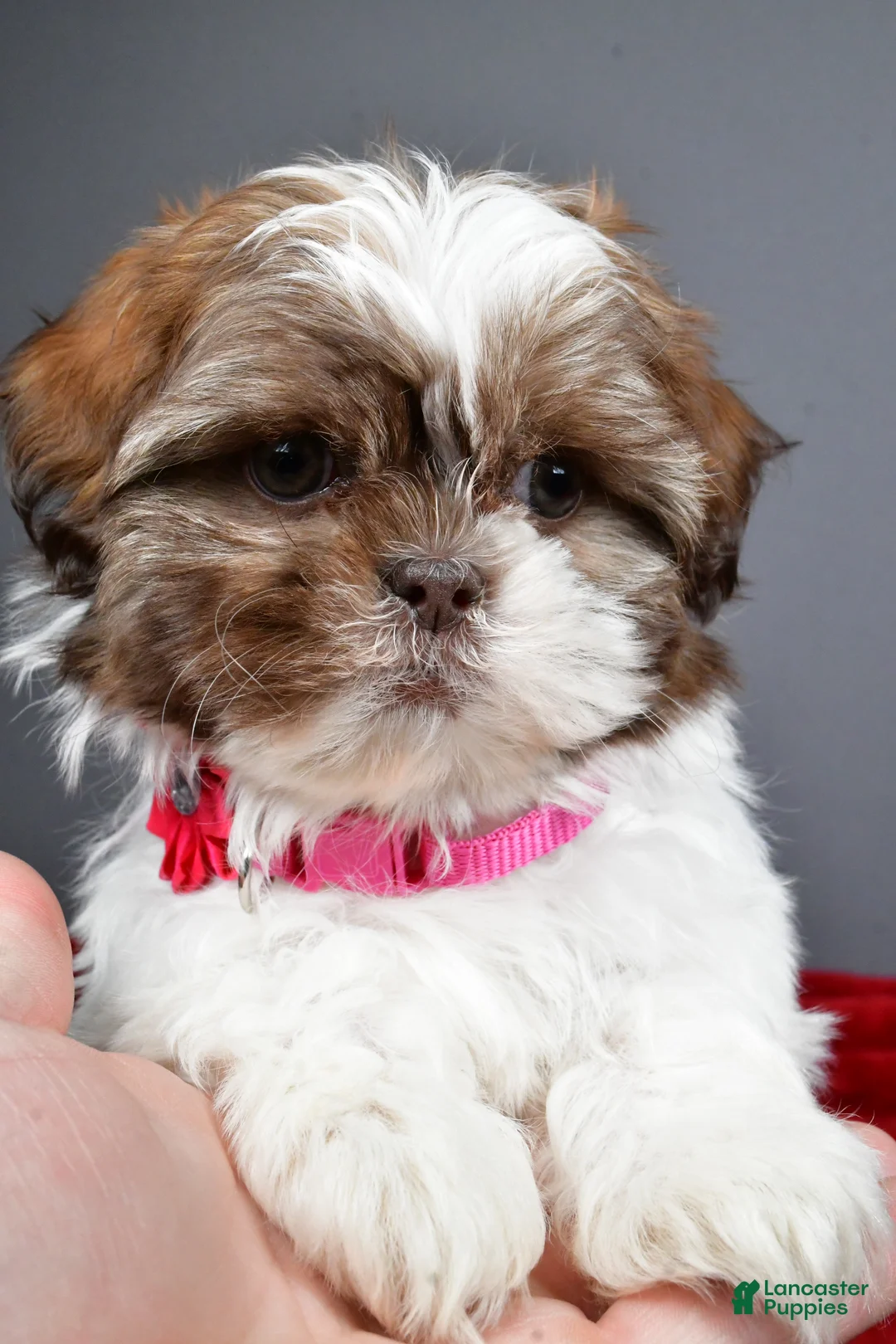 Shih Tzu dogs for sale: April - Ad 9