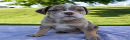 Beabull dogs for sale: Silas - Ad 4