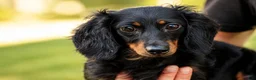 Miniature Dachshund dogs for sale: MAX - Ad 10