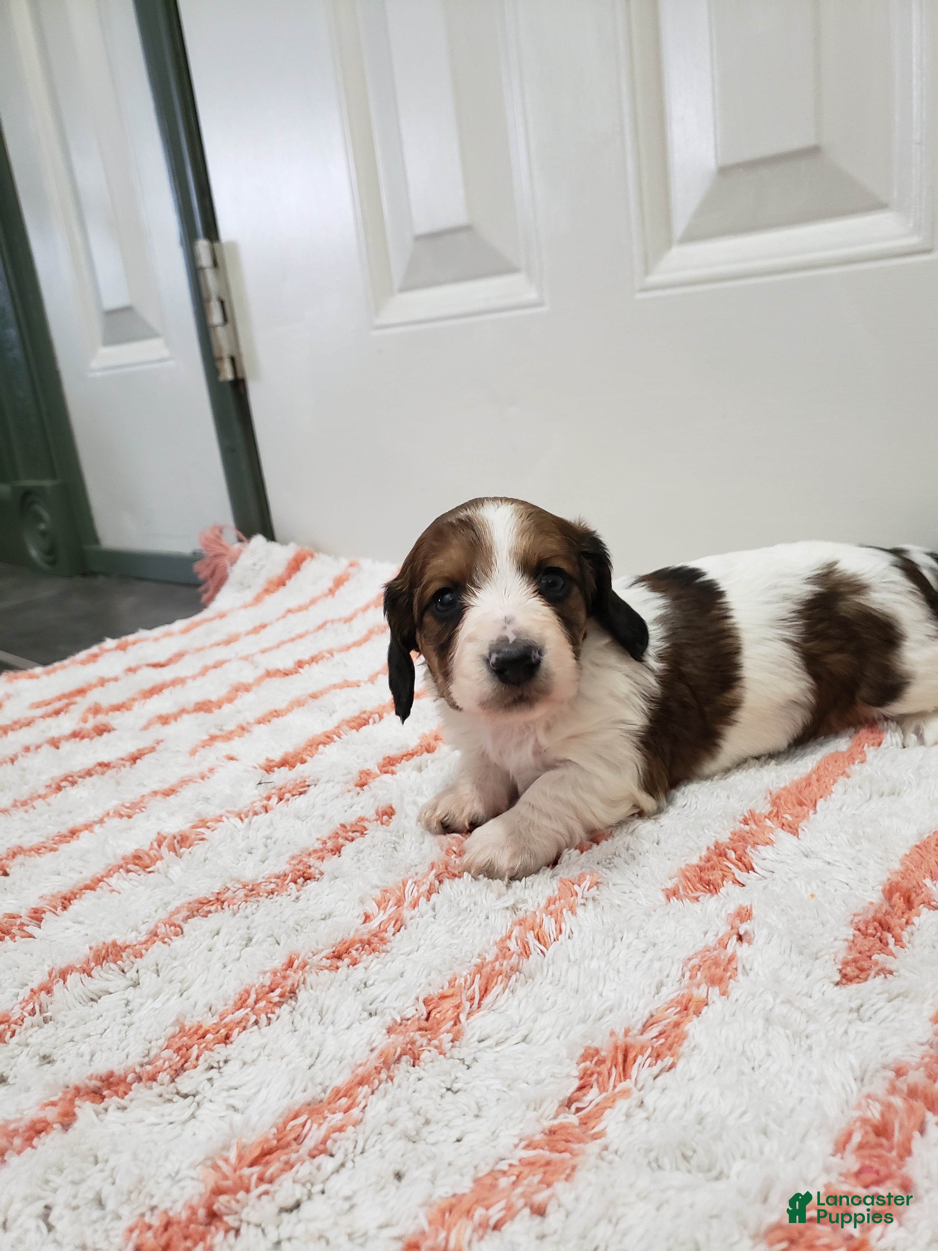 Miniature Dachshund dogs Rylan - Ad 1