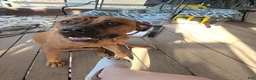 Cane Corso dogs for sale: Cane Corso 1 - Ad 2
