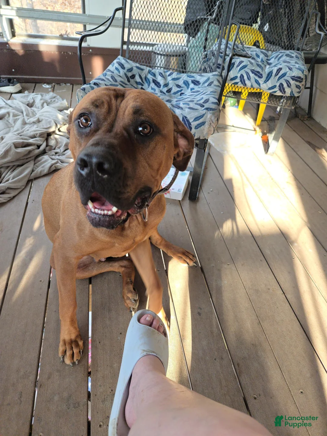 Cane Corso dogs for sale: Cane Corso 1 - Ad 2