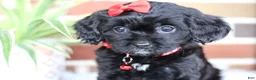 Cavapoo dogs for sale: Coco - Ad 12