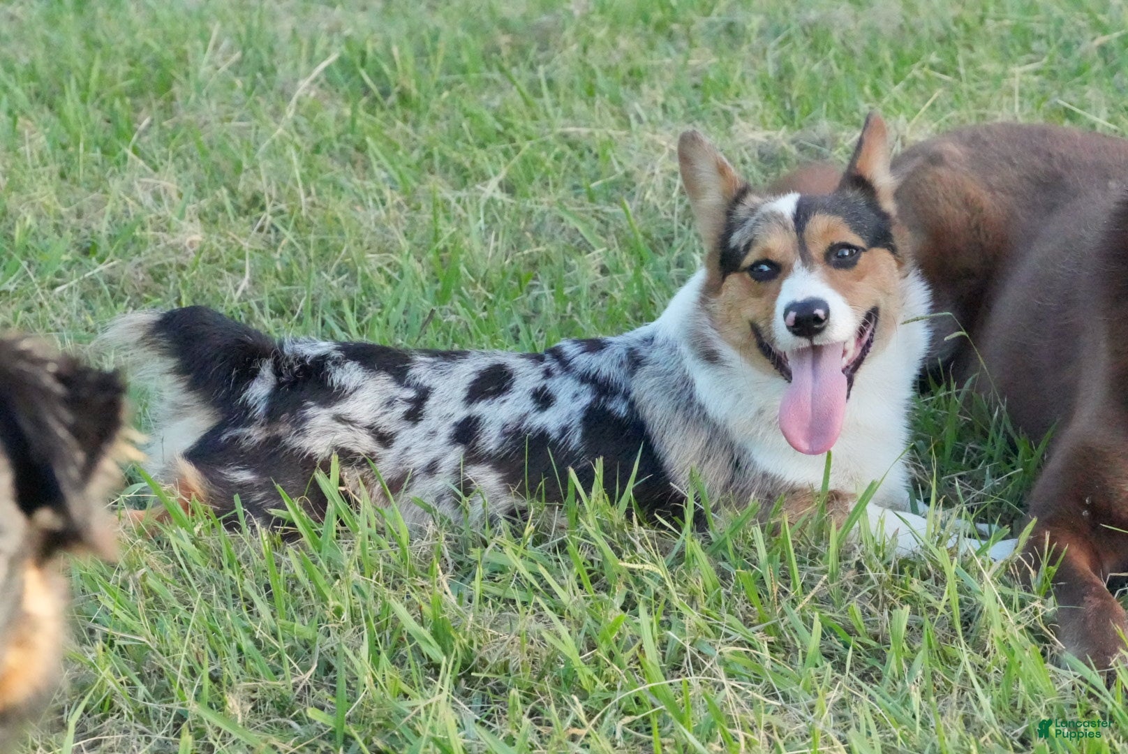 Welsh Corgi Pembroke dogs Cowboy  - Ad 10