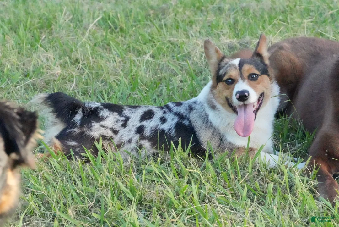 Welsh Corgi Pembroke dogs for sale: Cowboy  - Ad 1