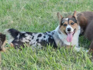 Welsh Corgi Pembroke dogs Cowboy - Ad 10
