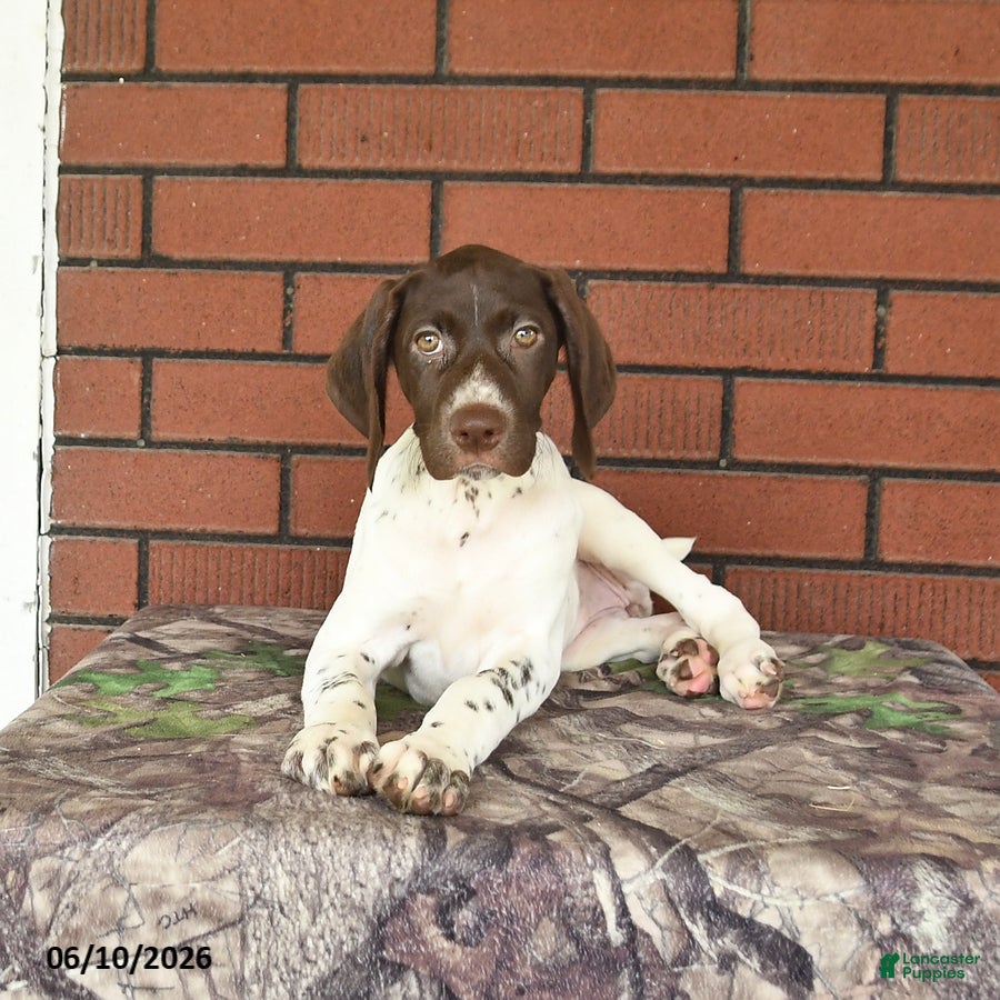 German Shorthaired Pointer dogs Gem  - Ad 1