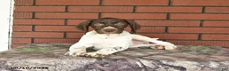 German Shorthaired Pointer dogs for sale: Gem  - Ad 6