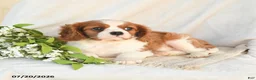 Cavalier King Charles Spaniel dogs for sale: Jack  - Ad 5