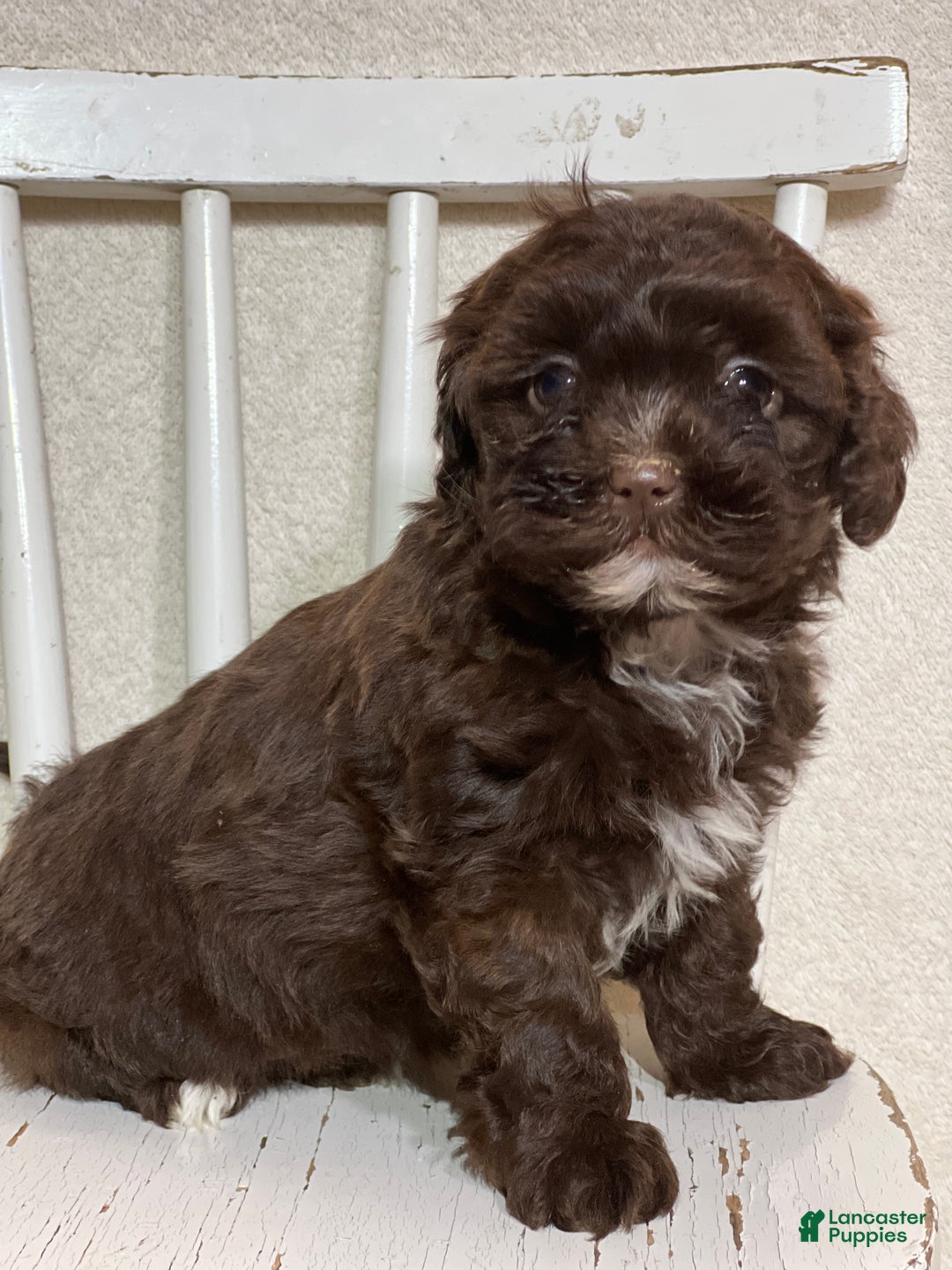 Shihpoo dogs for sale: Lazzie - Ad 2
