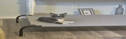 Chihuahua dogs for sale: River - Ad 1