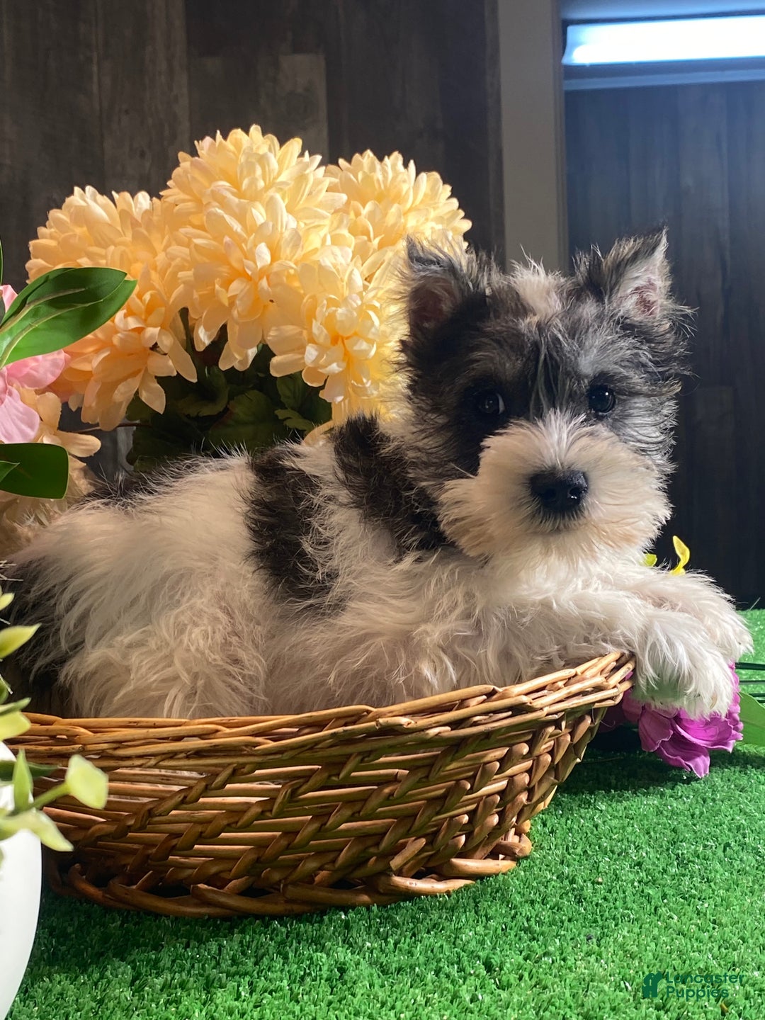Miniature Schnauzer dogs for sale: Kane - Ad 5