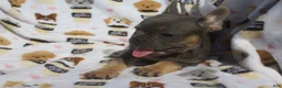 French Bulldog dogs for sale: French Bulldog 2 - Ad 6