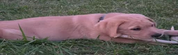 Labrador Retriever dogs for sale: Meet Your New Best Friend! Beautiful Yellow Male Labrador Retriever Puppies Available 💛 - Ad 20