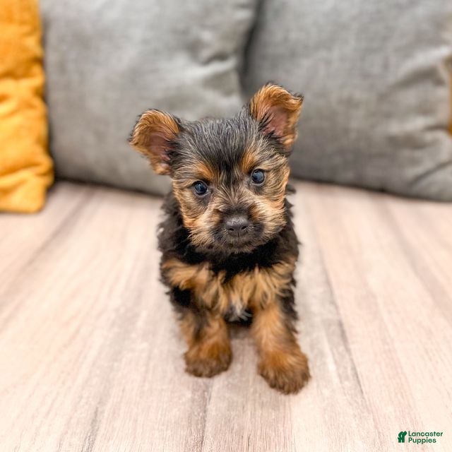 Yorkshire Terrier dogs Jodi - Ad 2