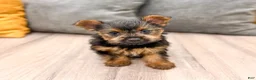 Yorkshire Terrier dogs for sale: Jodi - Ad 2