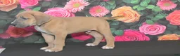 Great Dane dogs for sale: Great Dane 1 - Ad 3