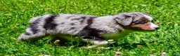 Miniature Australian Shepherd dogs for sale: Felisha - Ad 12