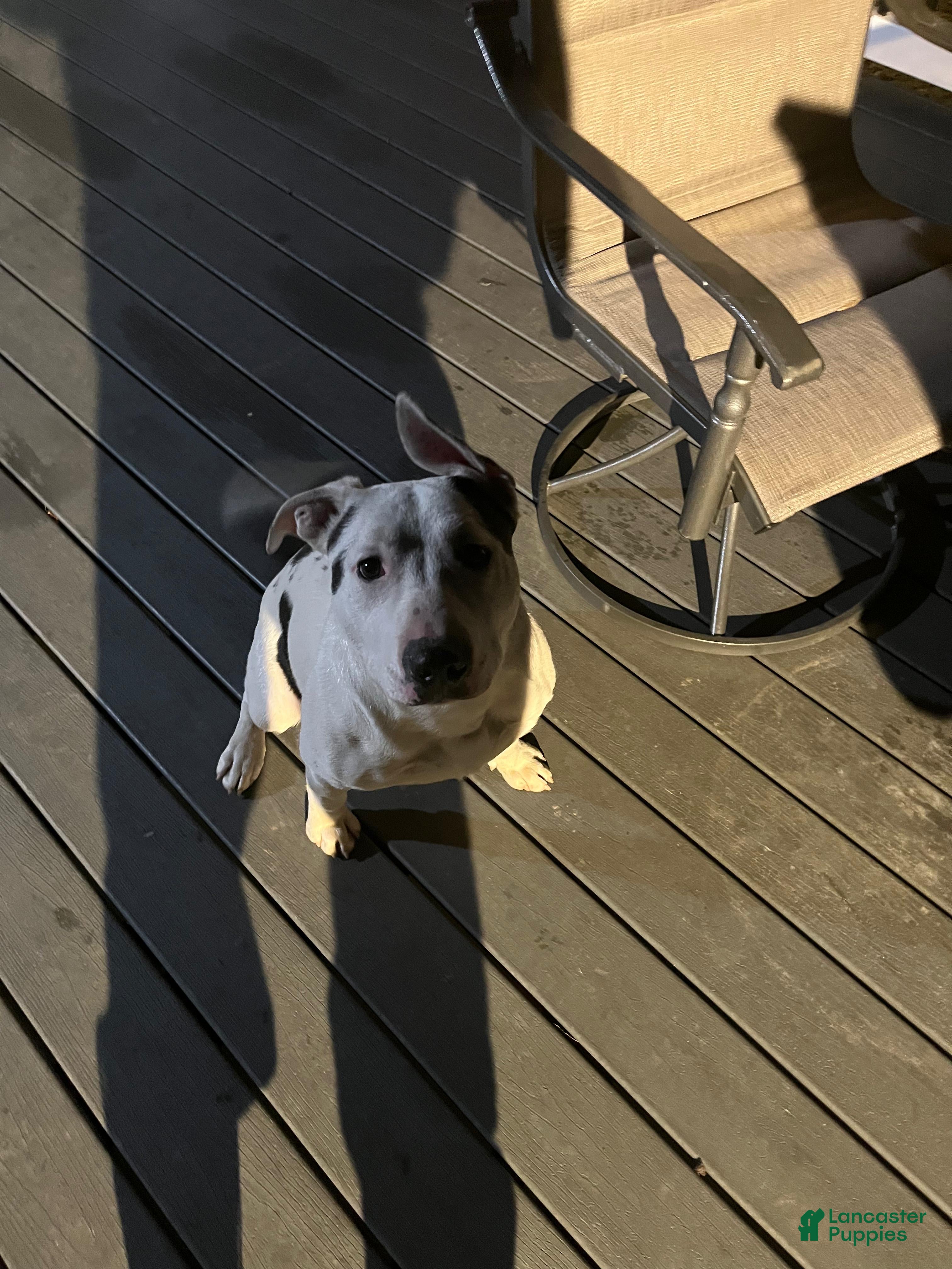 American Pit Bull Terrier dogs American Pit Bull Terrier Puppy 1 - Ad 29