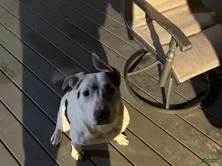 American Pit Bull Terrier dogs American Pit Bull Terrier Puppy 1 - Ad 29