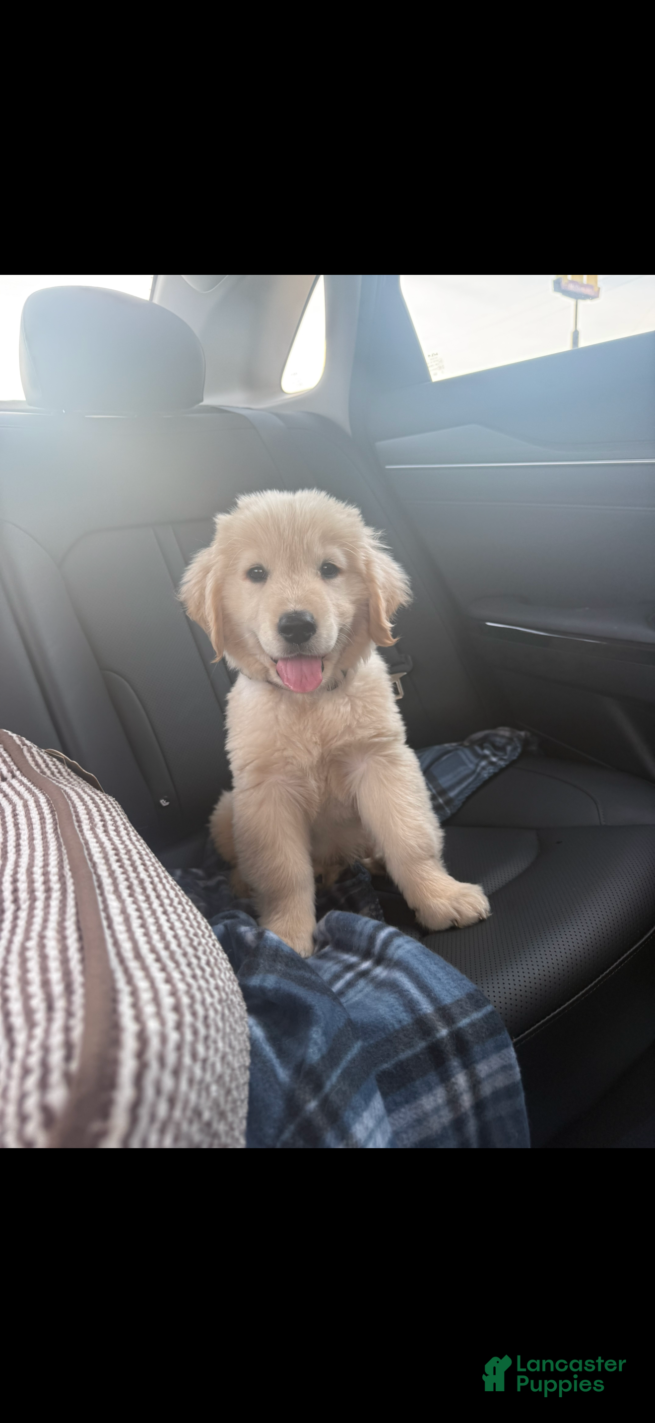 Golden Retriever dogs for sale: Golden Retriever 1 - Ad 1