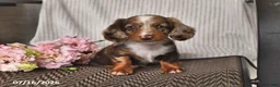 Miniature Dachshund dogs for sale: Kyron - Ad 4