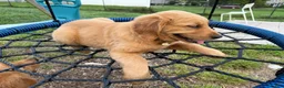 Golden Retriever dogs for sale: Scarlet - Ad 4