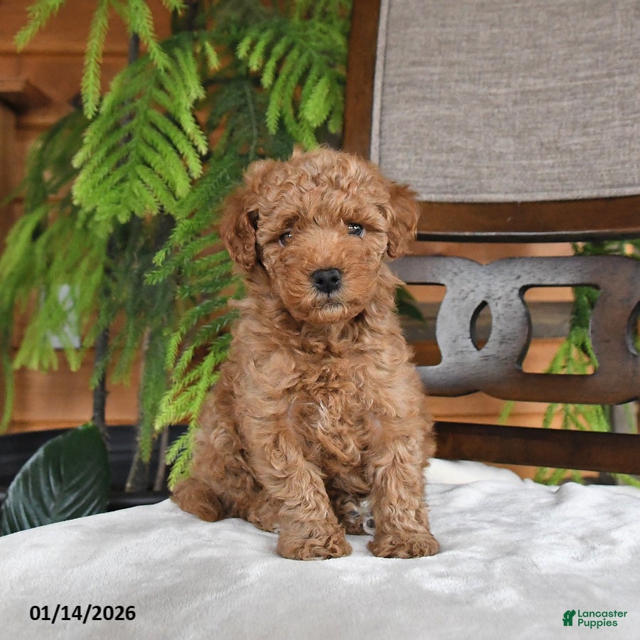 Maltipoo dogs Jordan - Ad 33