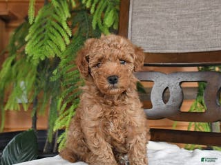 Maltipoo dogs Jordan - Ad 19