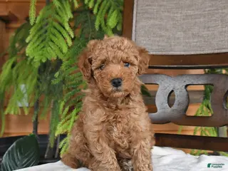 Maltipoo dogs Jordan - Ad 27