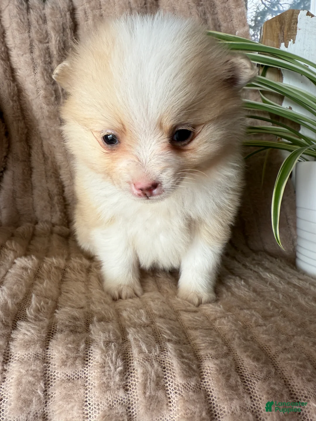 Pomeranian dogs for sale: Ryan - Ad 13