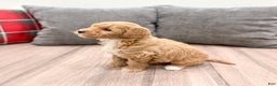 Mini Goldendoodle dogs for sale: Rosie - Ad 3