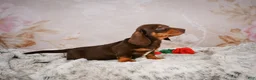 Miniature Dachshund dogs for sale: Simon - Ad 6