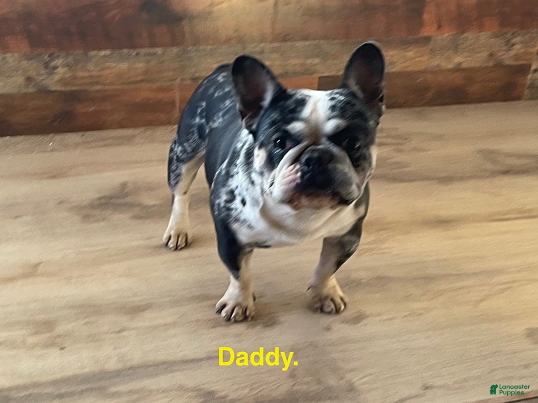 French Bulldog dogs for sale: Bruce - Ad 3