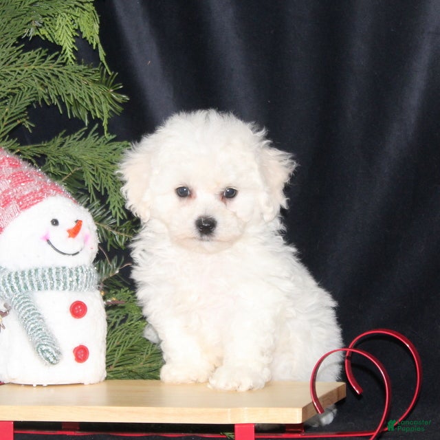 Bichon Frise dogs Lucas - Ad 33