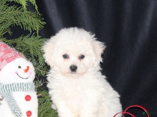 Bichon Frise dogs Lucas - Ad 17