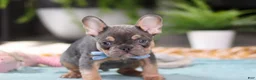 French Bulldog dogs for sale: Oliver - Ad 4