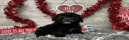 Miniature Poodle dogs for sale: Lambo - Ad 3