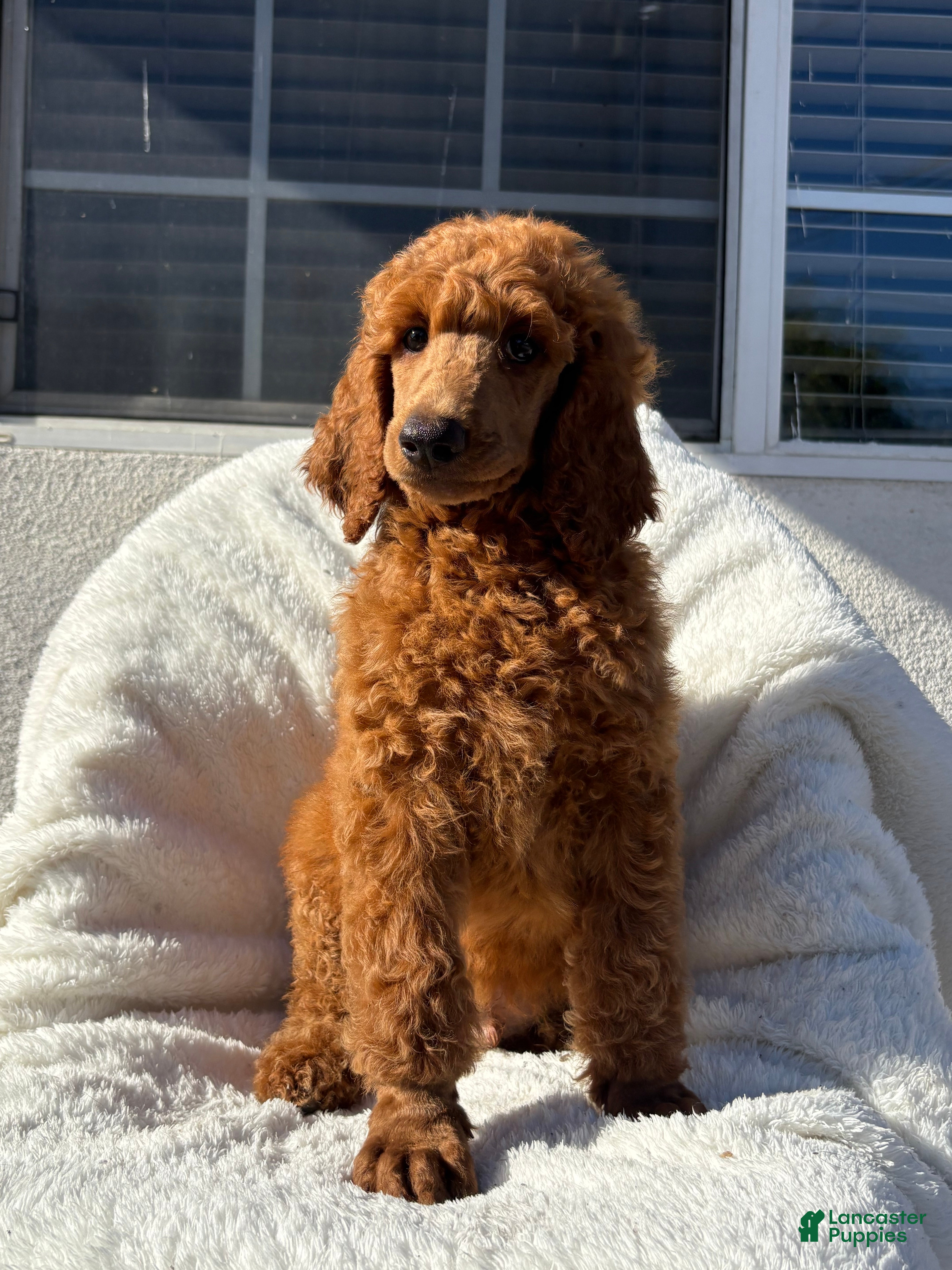 Standard Poodle dogs Standard Poodle 3 - Ad 15