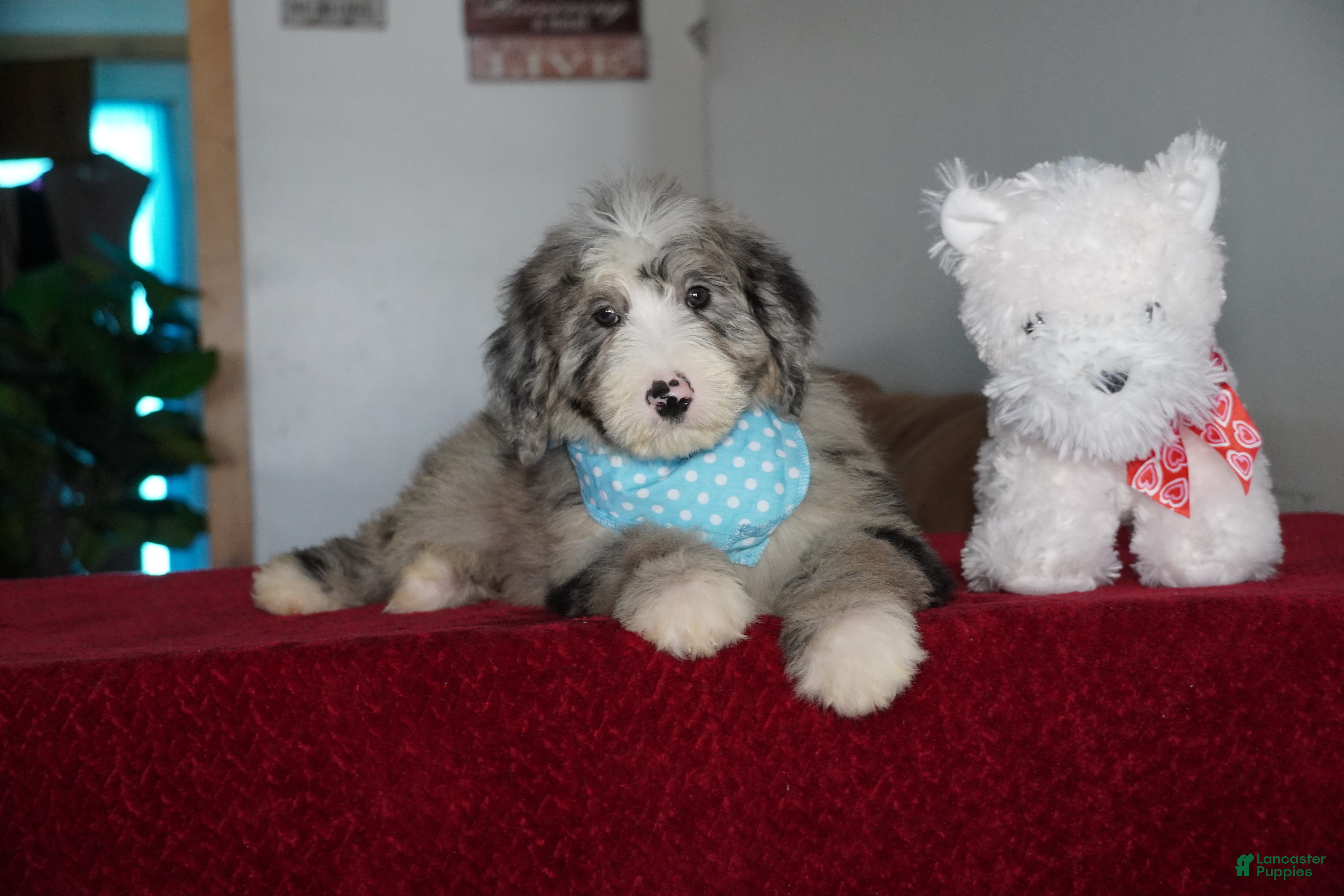 Sheepadoodle dogs Murphy - Ad 21