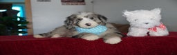 Sheepadoodle dogs for sale: Murphy - Ad 1