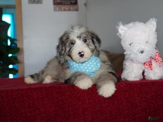 Sheepadoodle dogs Murphy - Ad 20