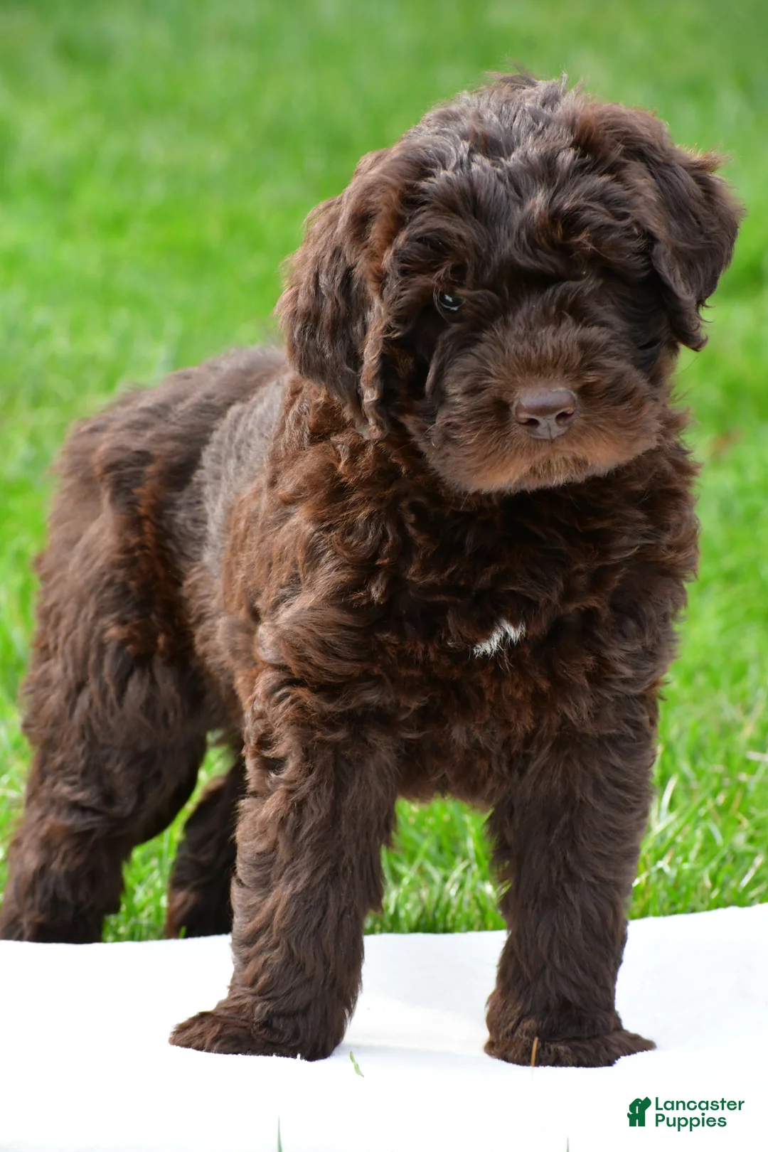 Newfypoo dogs for sale: Charlie - Ad 1