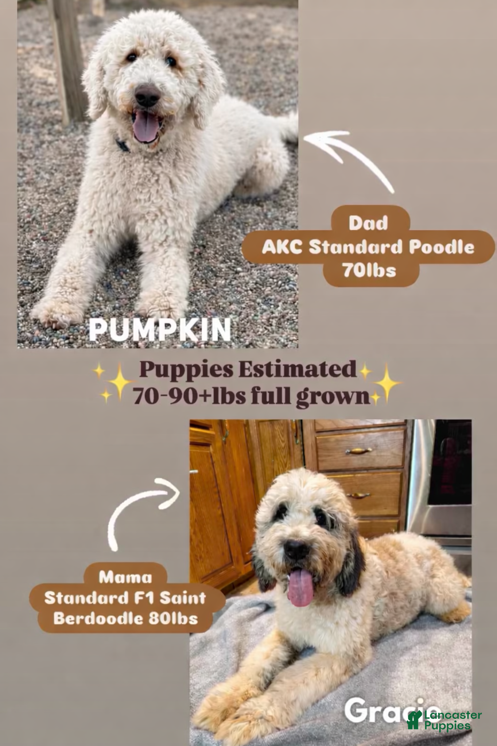 Saint Berdoodles dogs Gianna - Ad 2