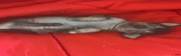Chinese Crested dogs for sale: Biggs - Ad 2