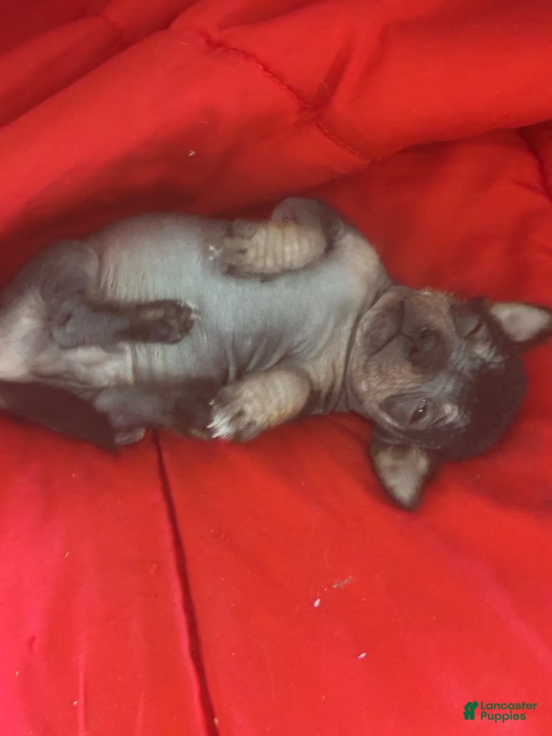 Chinese Crested dogs for sale: Biggs - Ad 2