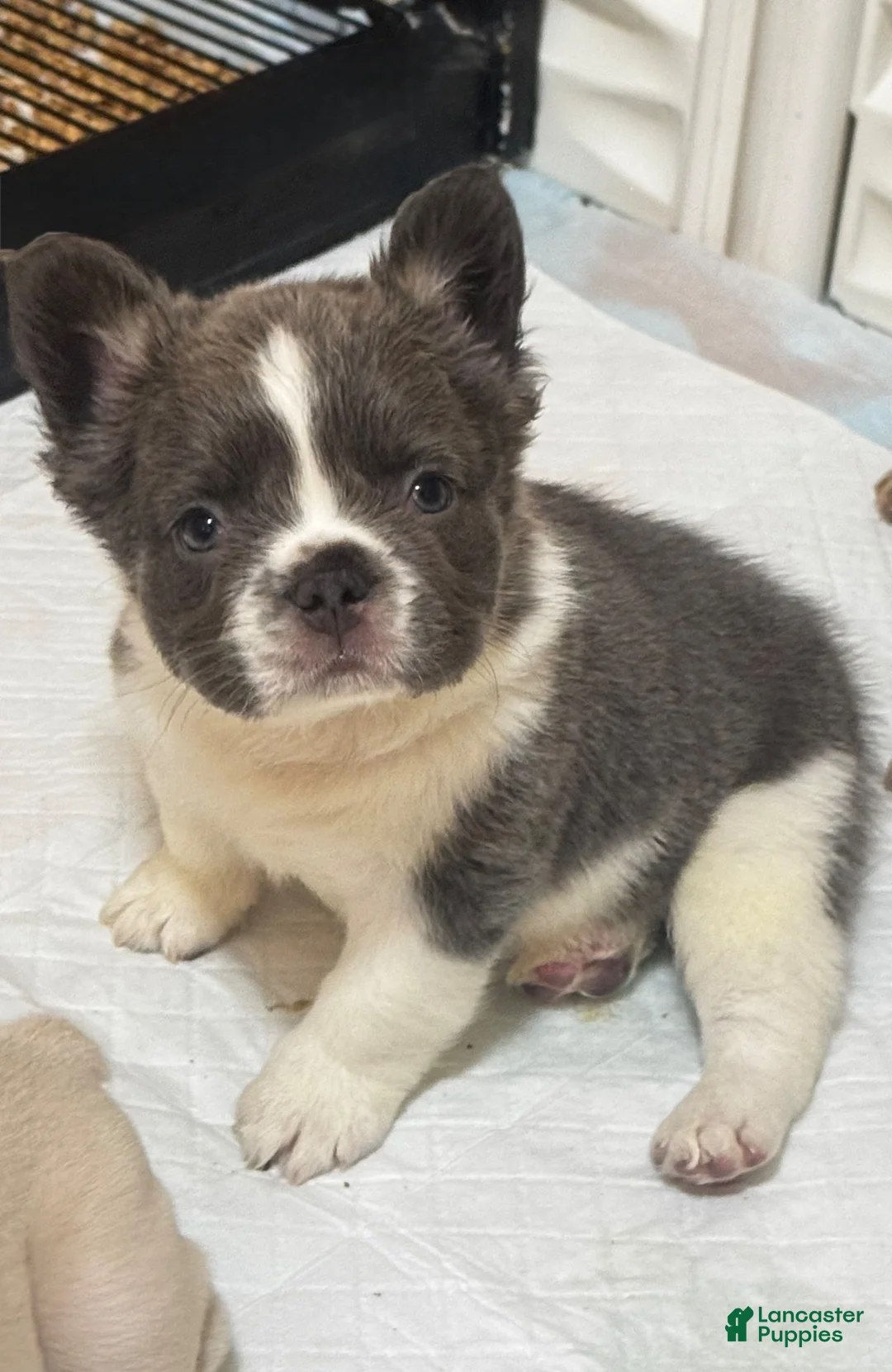 French Bulldog dogs for sale: French Bulldog 1 - Ad 2