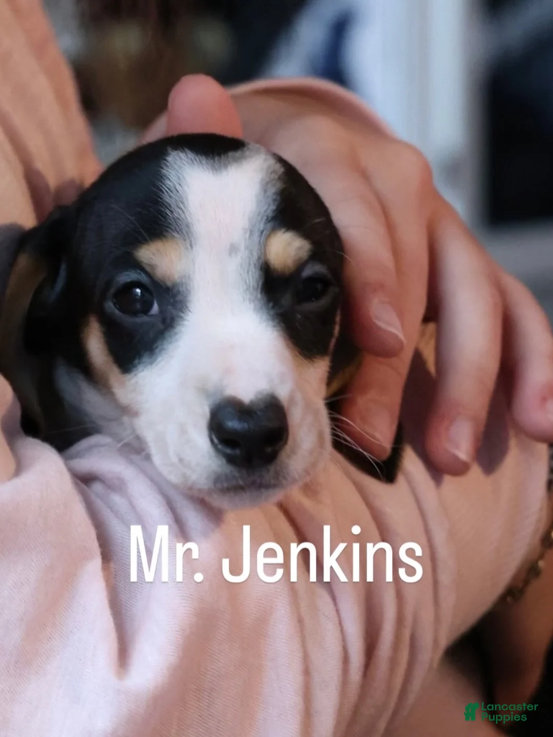 Miniature Dachshund dogs for sale: Miniature Dachshund Puppy 1 - Ad 1