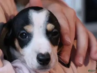 Miniature Dachshund dogs for sale: Miniature Dachshund Puppy 1 - Ad 2