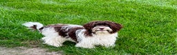 Havanese dogs for sale: Male 2 - Ad 8